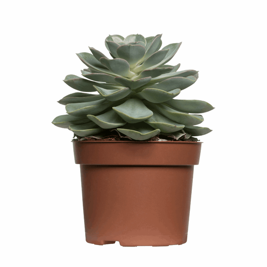 30 Assorted 1.5 Inch Colourful Assorted Succulents - Event Favors - Velora Luxury Fashion