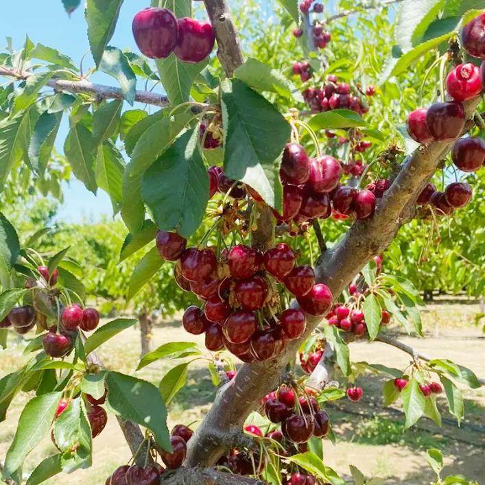 20 Cherry Seeds For Gardening And Home Improvement - Velora