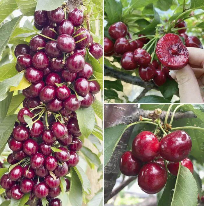 20 Cherry Seeds For Gardening And Home Improvement - Velora