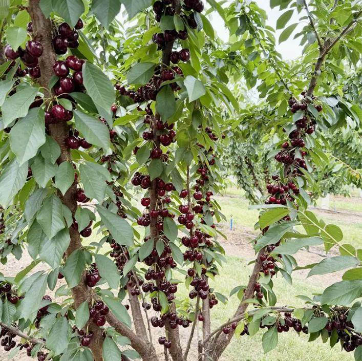 20 Cherry Seeds For Gardening And Home Improvement - Velora