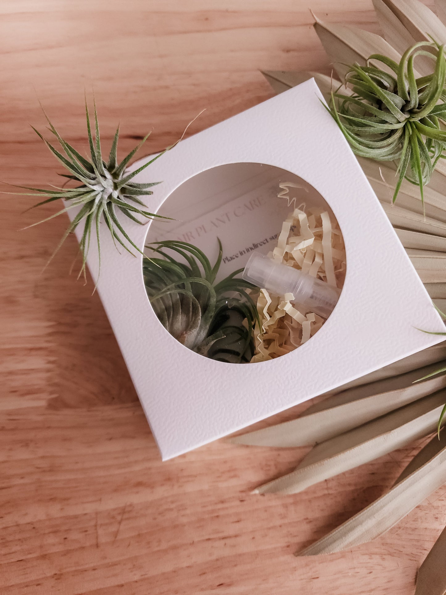 Air Plant Giftset - Velora Luxury Fashion
