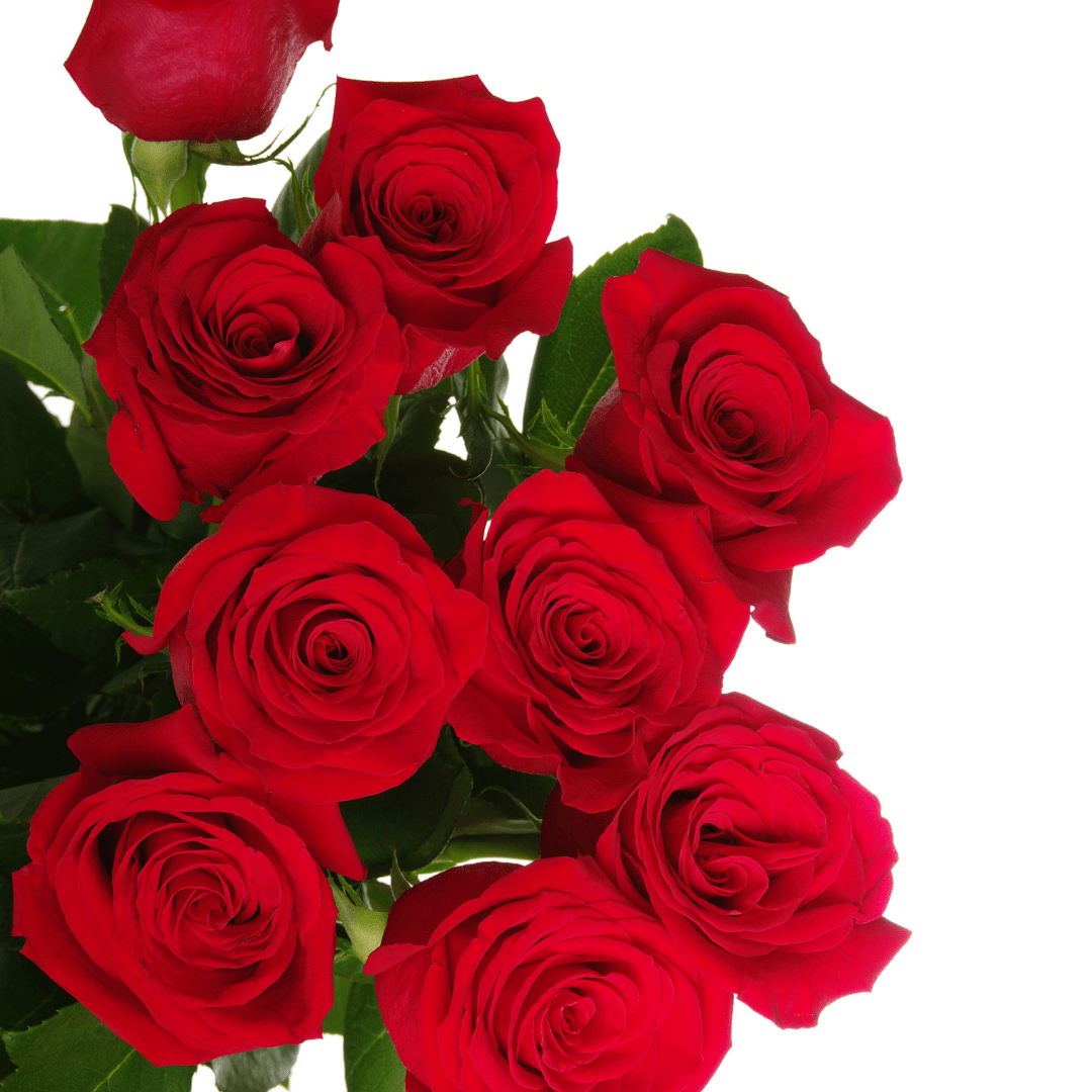Dozen Red Roses - Velora Luxury Fashion