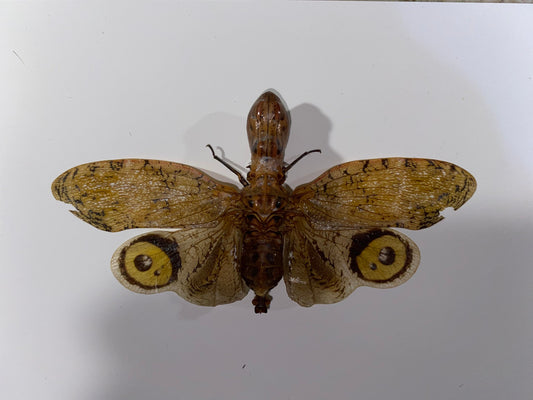 Fulgora laternaria, Peanut Bug, in a Frame - Velora Luxury Fashion