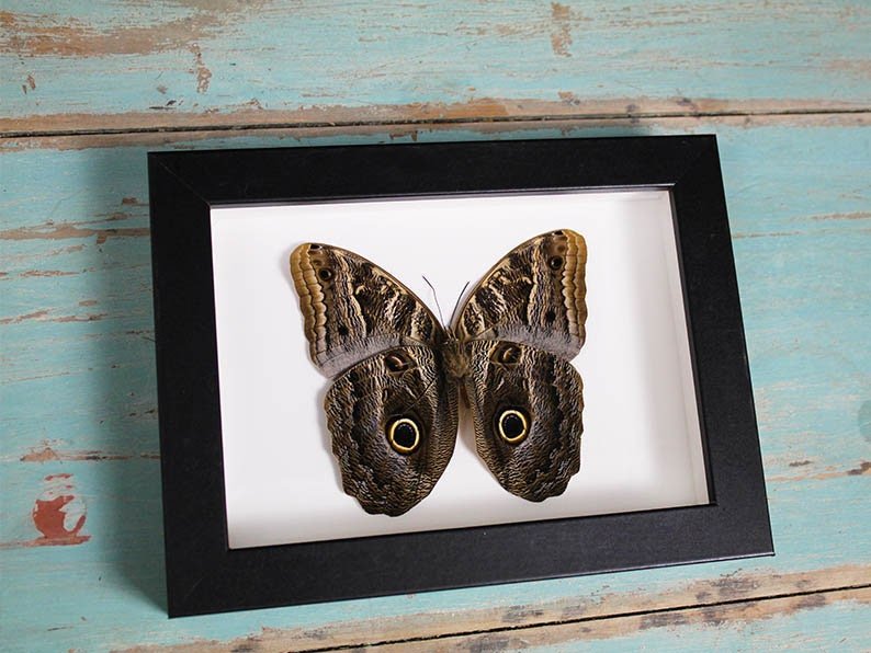 Owl Butterfly in a Frame - Velora Luxury Fashion