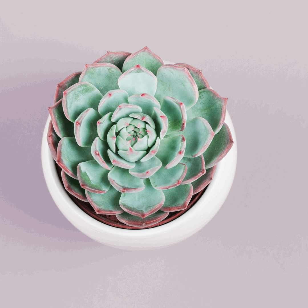 30 Assorted 1.5 Inch Colourful Assorted Succulents -  Event Favors - Velora Luxury Fashion
