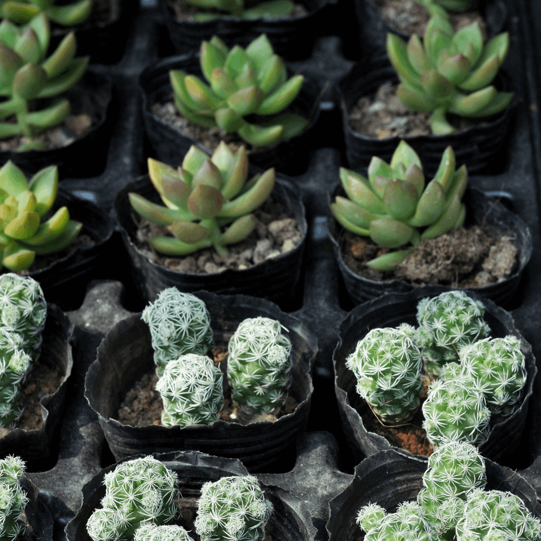30 Assorted 1.5 Inch Colourful Assorted Succulents -  Event Favors - Velora Luxury Fashion