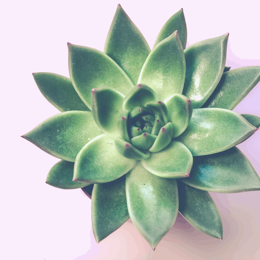 30 Assorted 1.5 Inch Colourful Assorted Succulents -  Event Favors - Velora Luxury Fashion