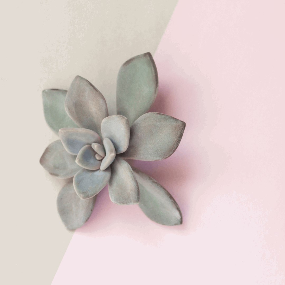 30 Assorted 1.5 Inch Colourful Assorted Succulents -  Event Favors - Velora Luxury Fashion