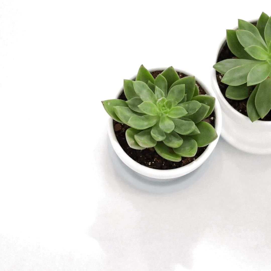 30 Assorted 1.5 Inch Colourful Assorted Succulents -  Event Favors - Velora Luxury Fashion