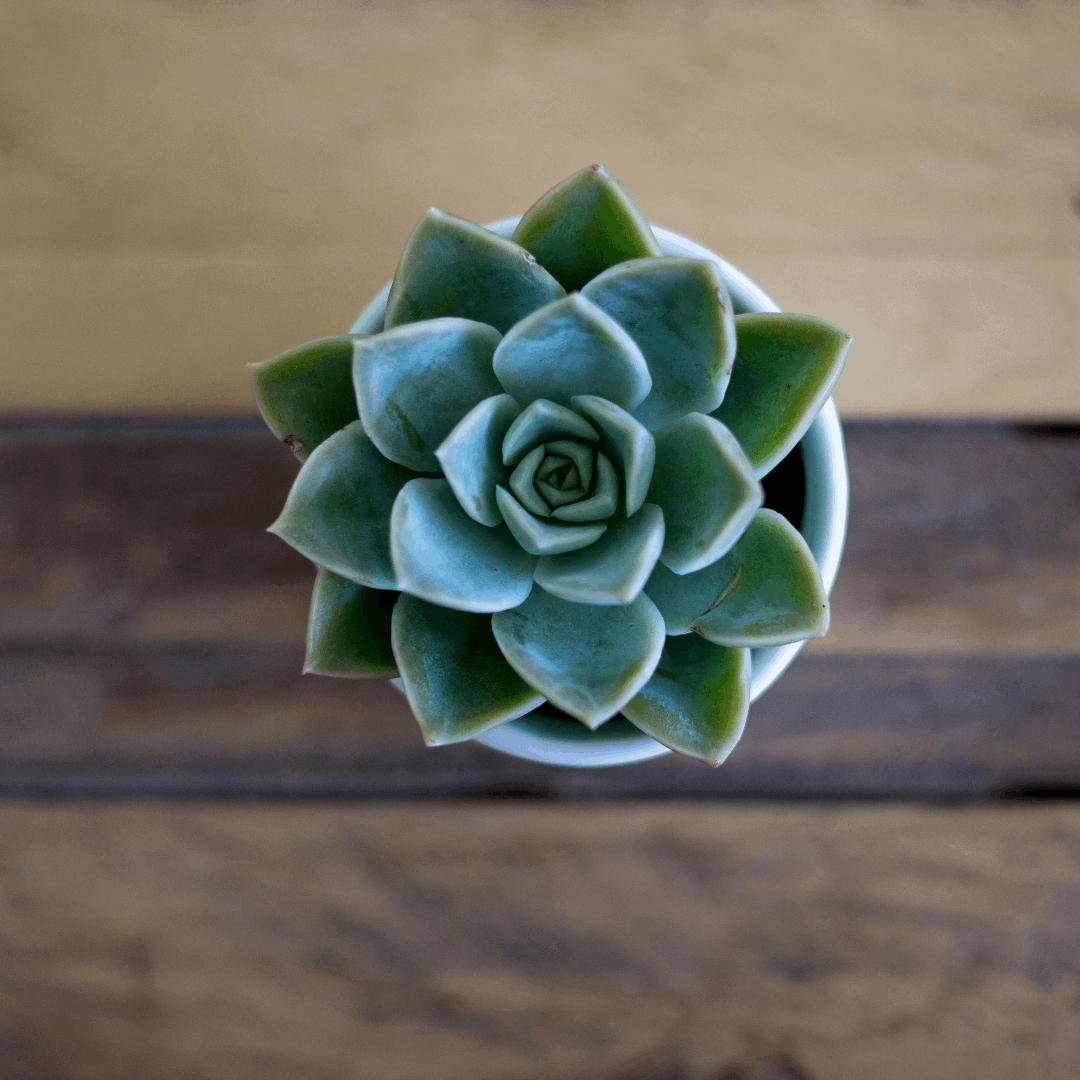 30 Assorted 1.5 Inch Colourful Assorted Succulents -  Event Favors - Velora Luxury Fashion