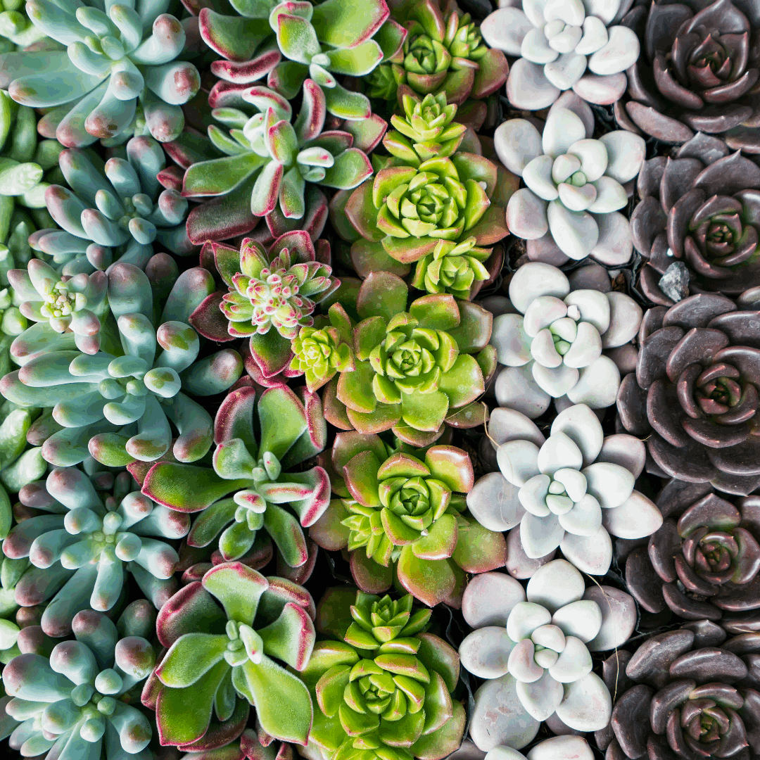30 Assorted 1.5 Inch Colourful Assorted Succulents -  Event Favors - Velora Luxury Fashion