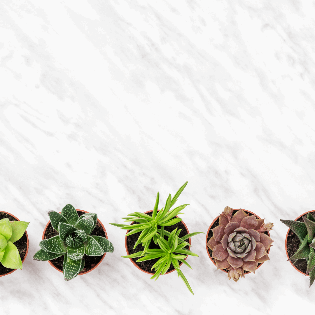 30 Assorted 1.5 Inch Colourful Assorted Succulents -  Event Favors - Velora Luxury Fashion