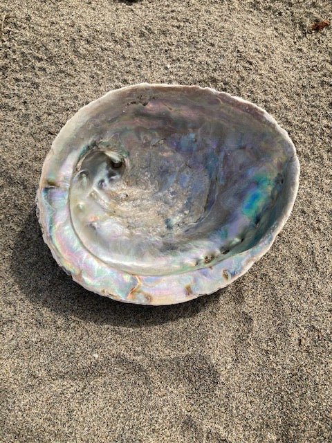 Abalone Shell Jewelry/Smudging Dish - Velora Luxury Fashion