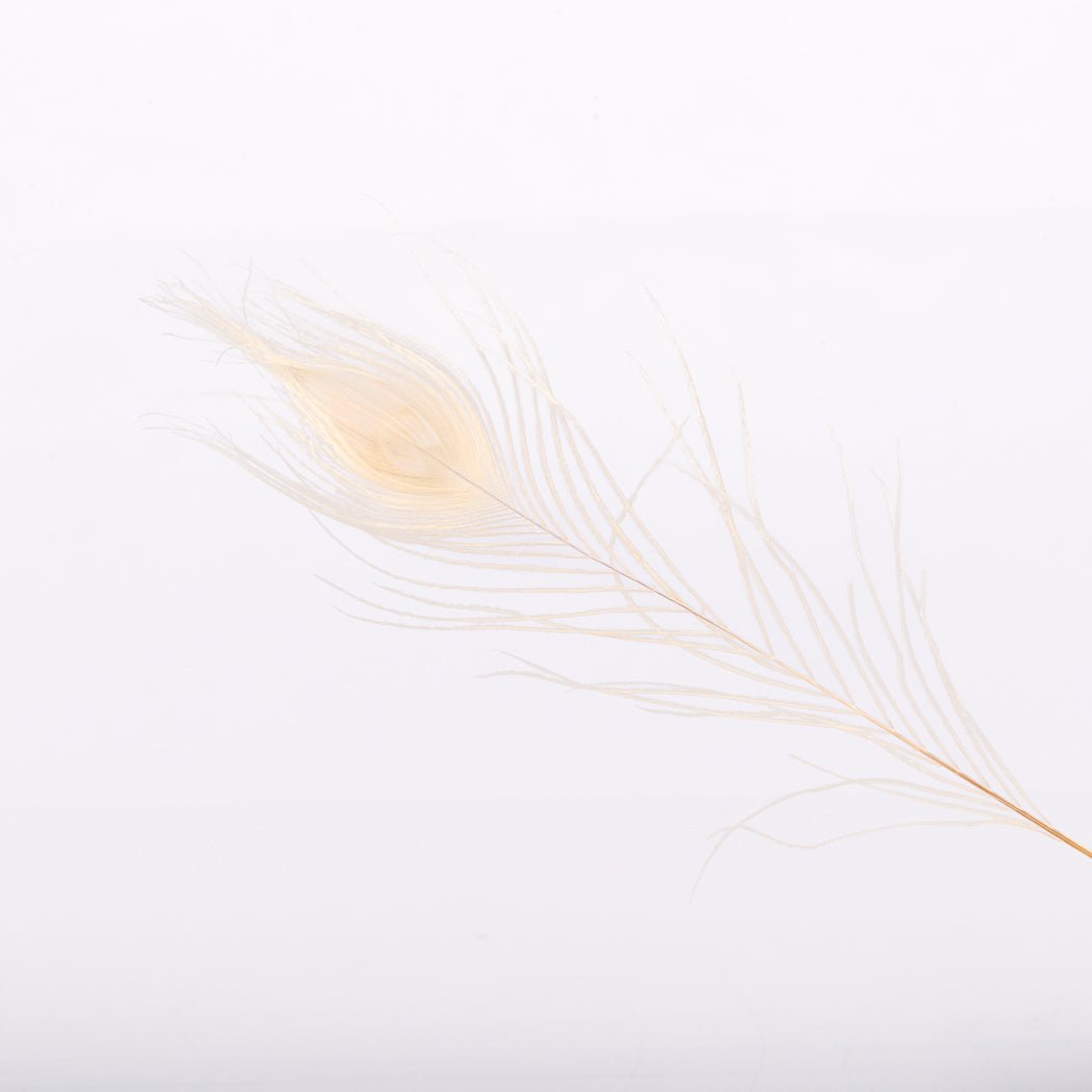 Bleached Peacock Feathers - Velora Luxury Fashion