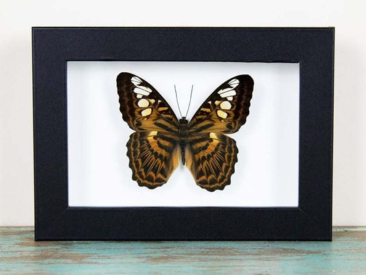 Clipper Butterfly in a Frame - Velora Luxury Fashion