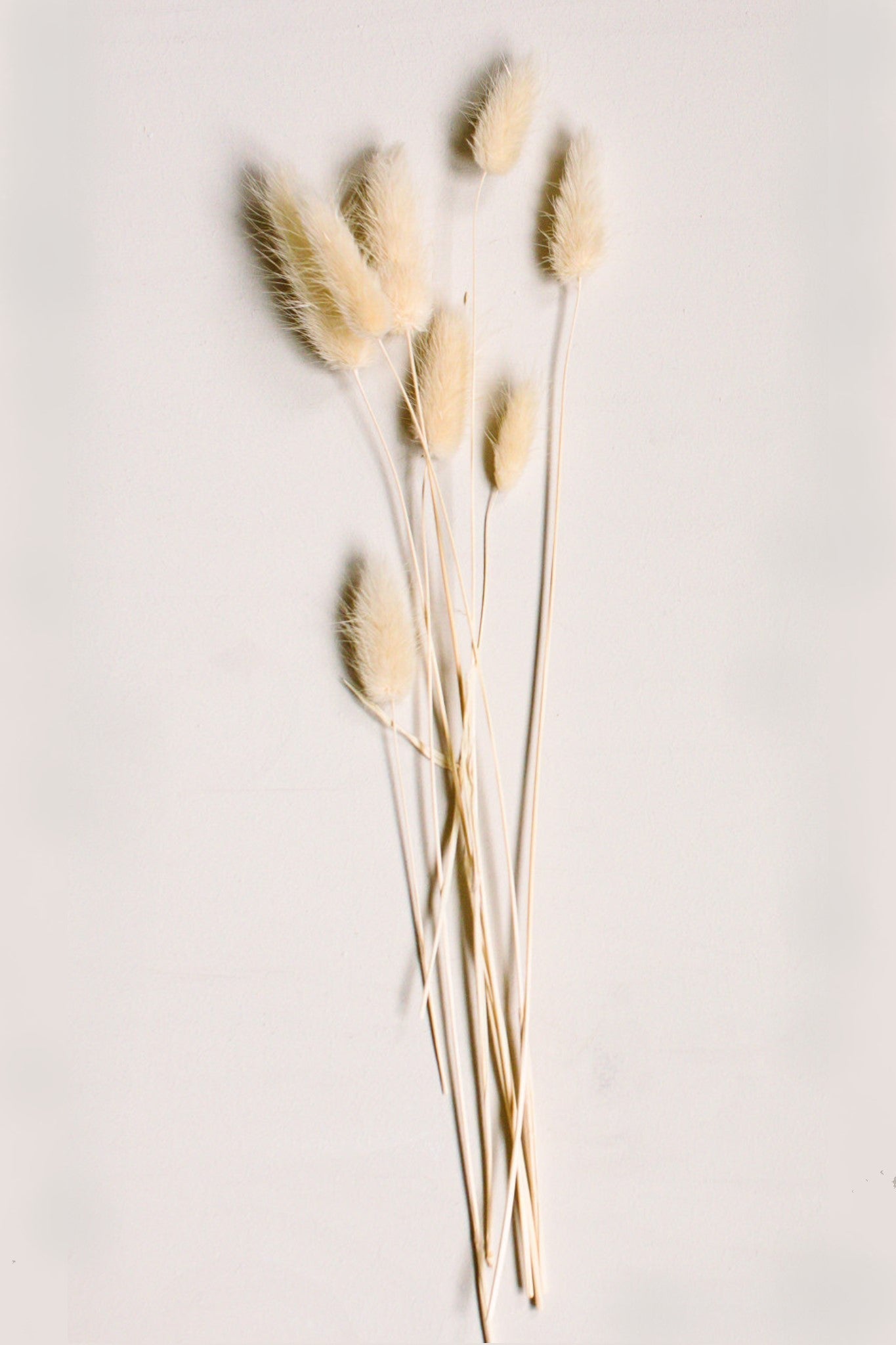 Cream Bunny Tails - Velora Luxury Fashion