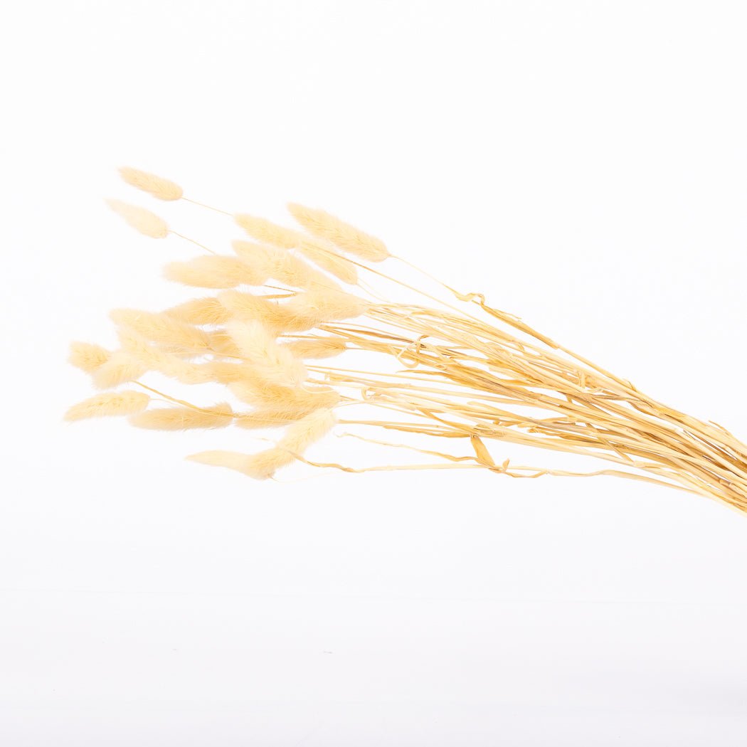 Cream Bunny Tails - Velora Luxury Fashion