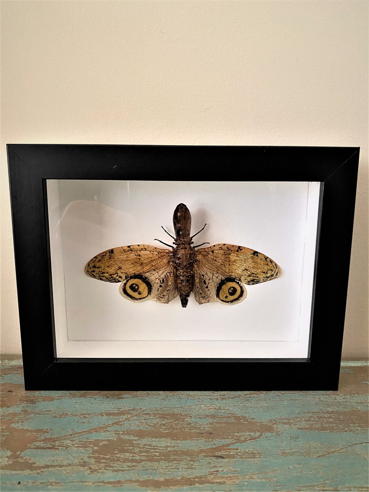 Fulgora laternaria, Peanut Bug, in a Frame - Velora Luxury Fashion