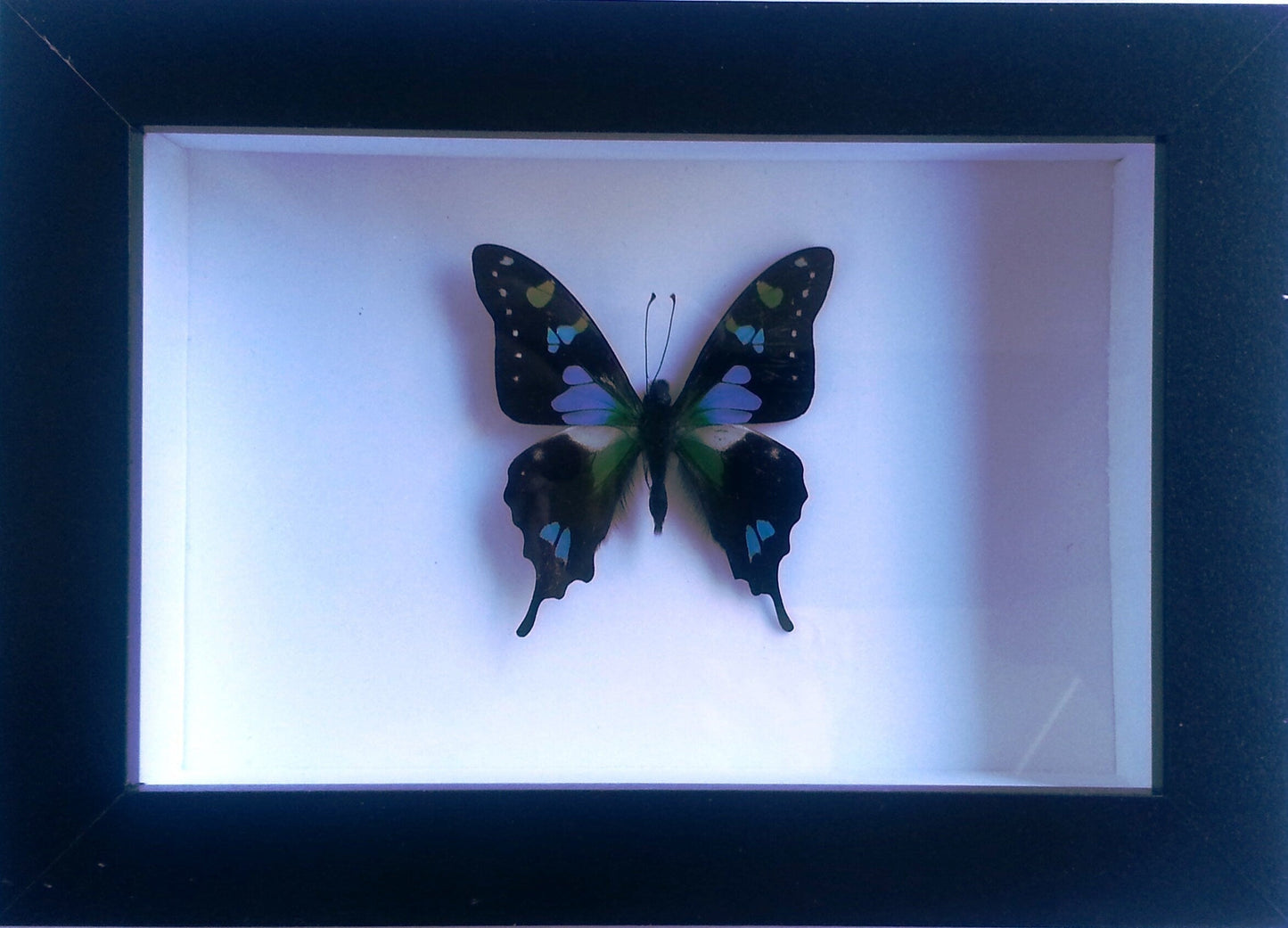 Graphium weiskii in a Black Frame - Velora Luxury Fashion