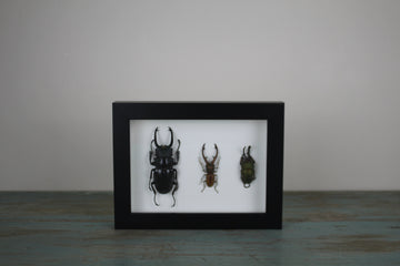 Triple Stag Beetles in a Frame - Velora Luxury Fashion