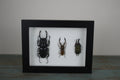 Triple Stag Beetles in a Frame - Velora Luxury Fashion
