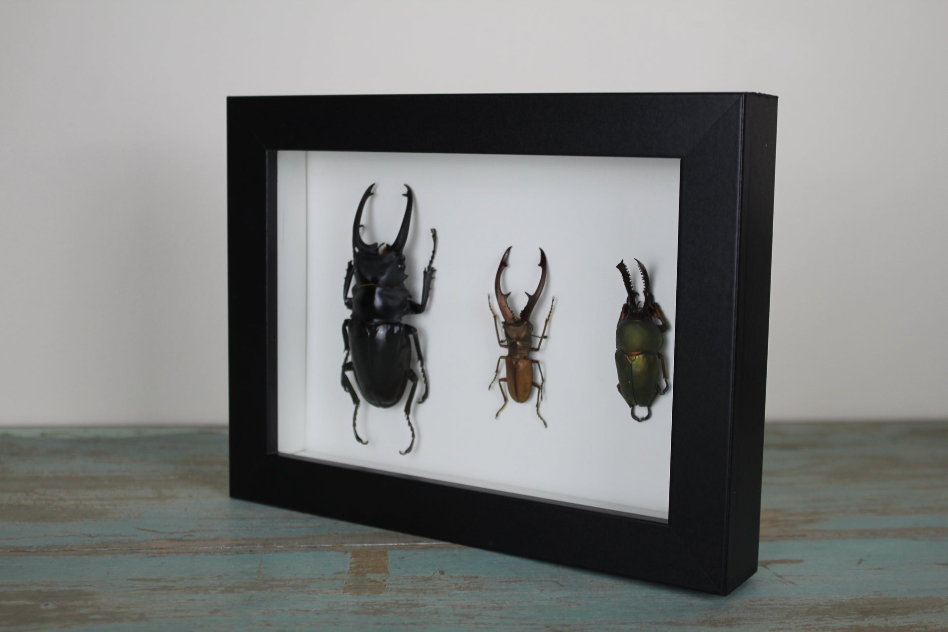 Triple Stag Beetles in a Frame - Velora Luxury Fashion
