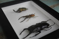 Triple Stag Beetles in a Frame - Velora Luxury Fashion