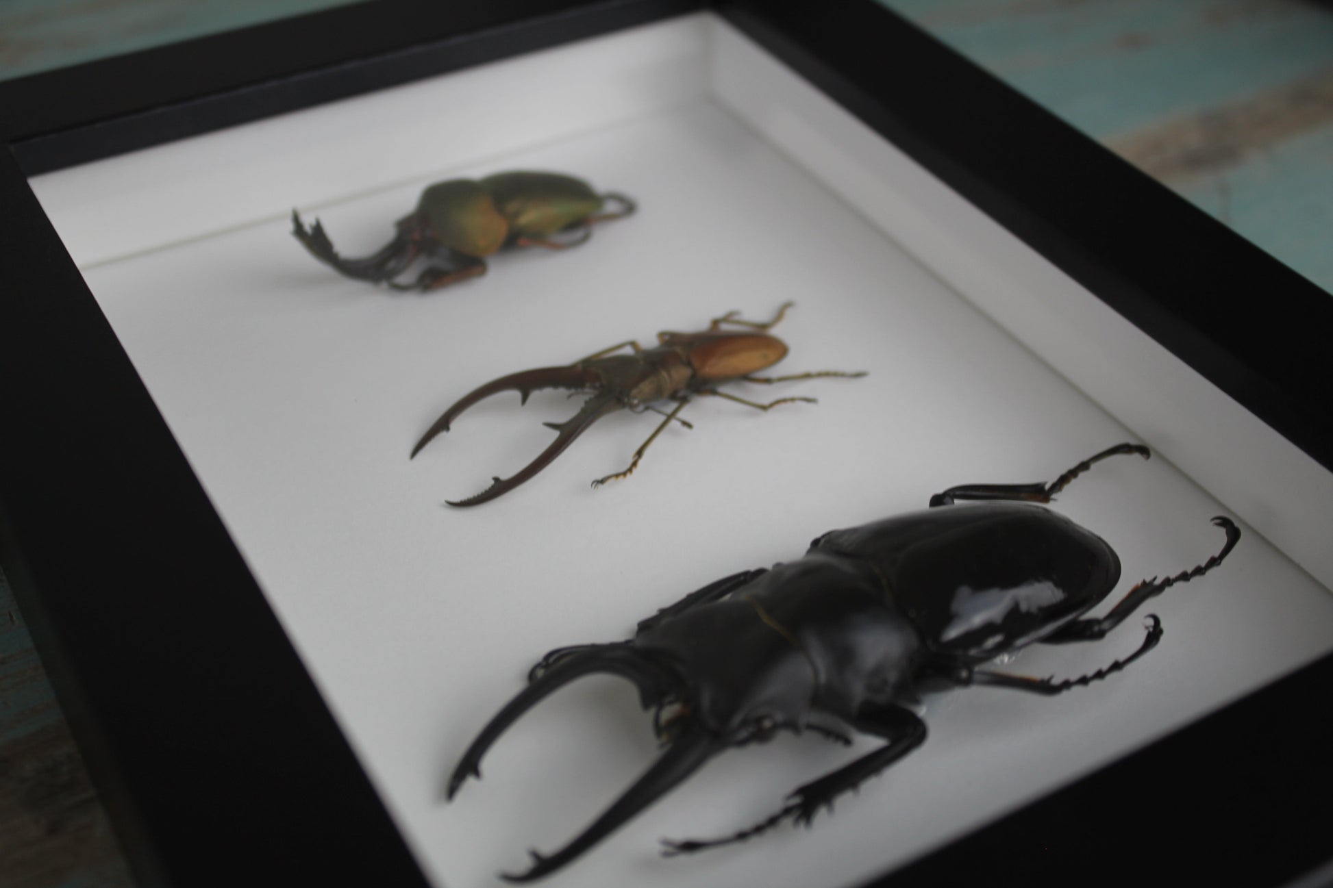 Triple Stag Beetles in a Frame - Velora Luxury Fashion