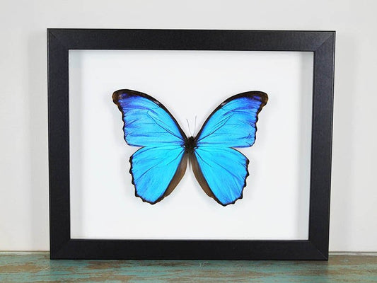 Morpho didius Butterfly in a Frame - Velora Luxury Fashion