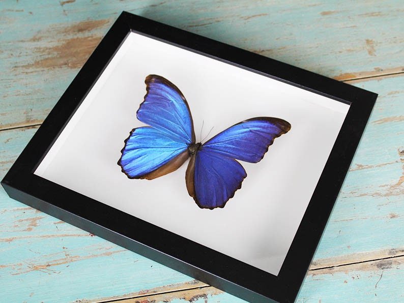 Morpho didius Butterfly in a Frame - Velora Luxury Fashion