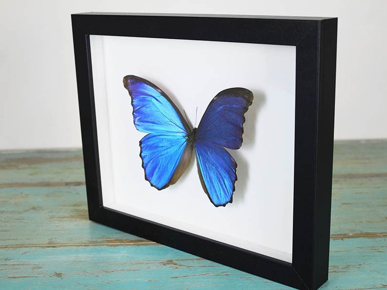 Morpho didius Butterfly in a Frame - Velora Luxury Fashion