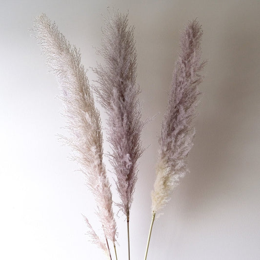 Pampas Grass - Grey 3 Stems - Velora Luxury Fashion