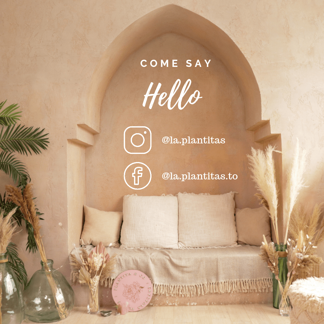 Pampas Grass - Grey 3 Stems - Velora Luxury Fashion