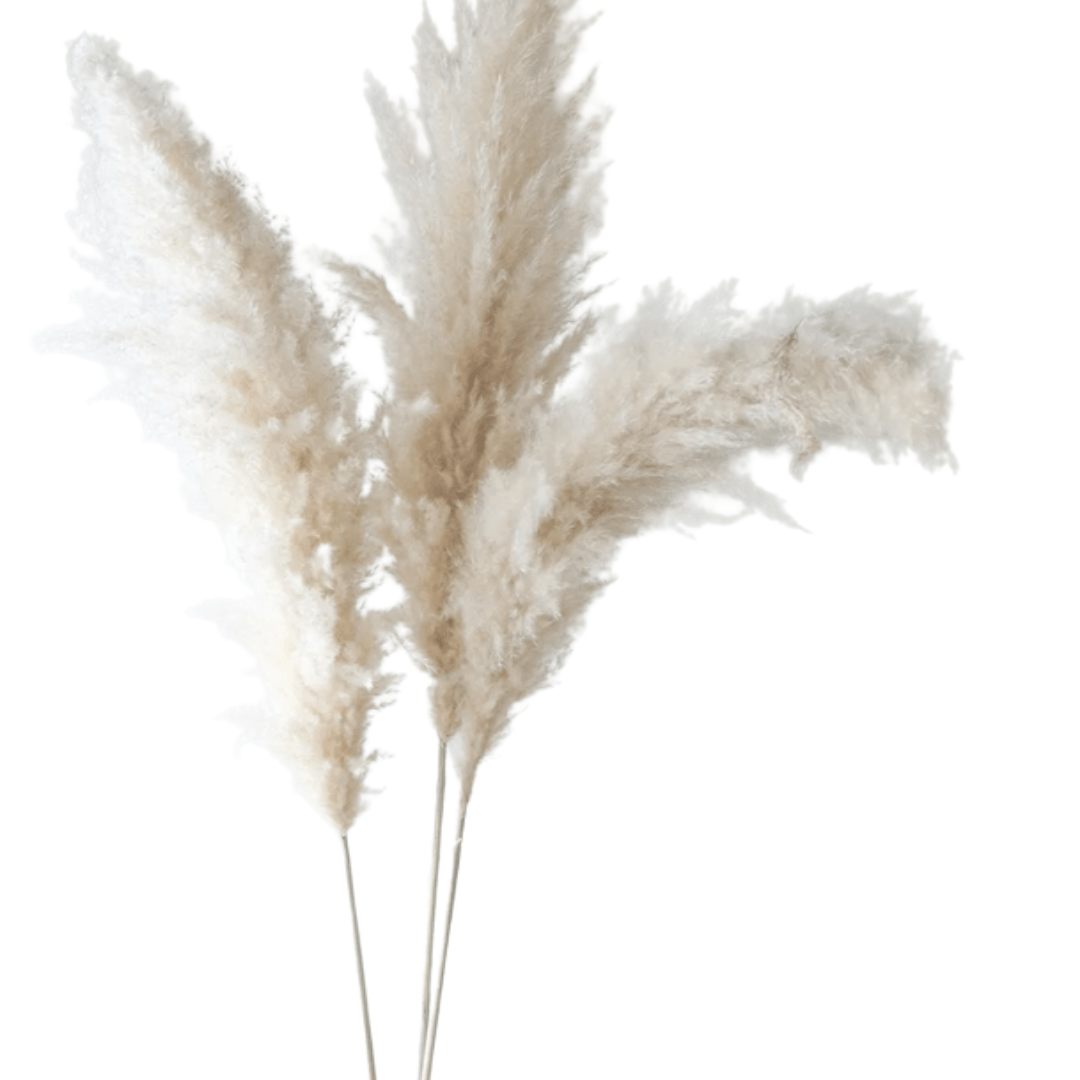 Pampas Grass White -  3 Stems - Velora Luxury Fashion