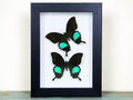 Peacock paris Double in a frame - Velora Luxury Fashion