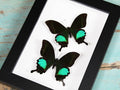 Peacock paris Double in a frame - Velora Luxury Fashion