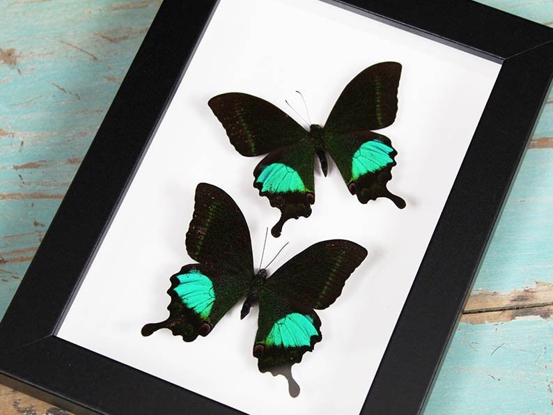 Peacock paris Double in a frame - Velora Luxury Fashion