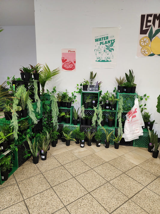 Plant Bar - Velora Luxury Fashion