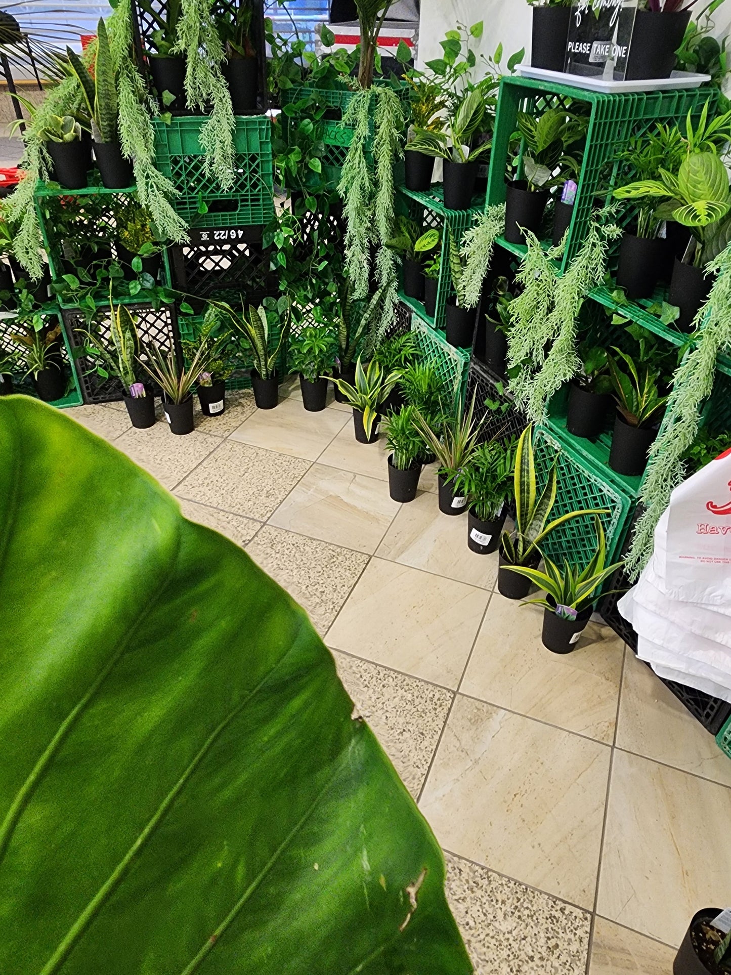 Plant Bar - Velora Luxury Fashion