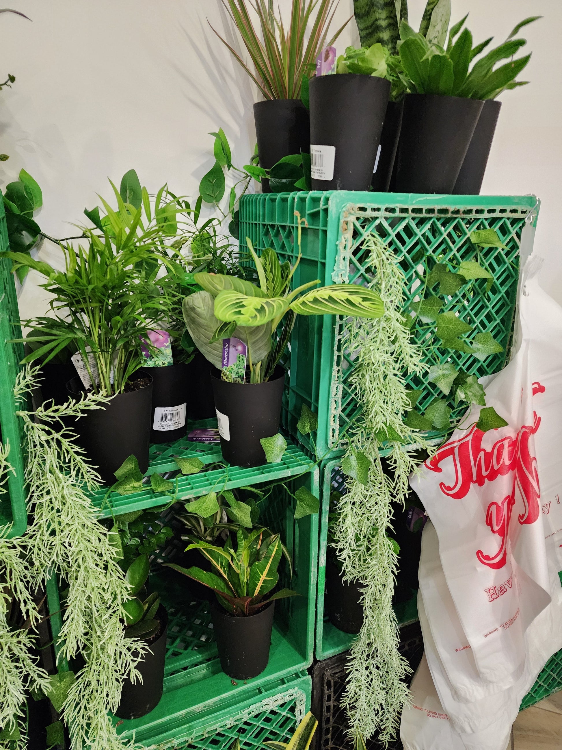 Plant Bar - Velora Luxury Fashion