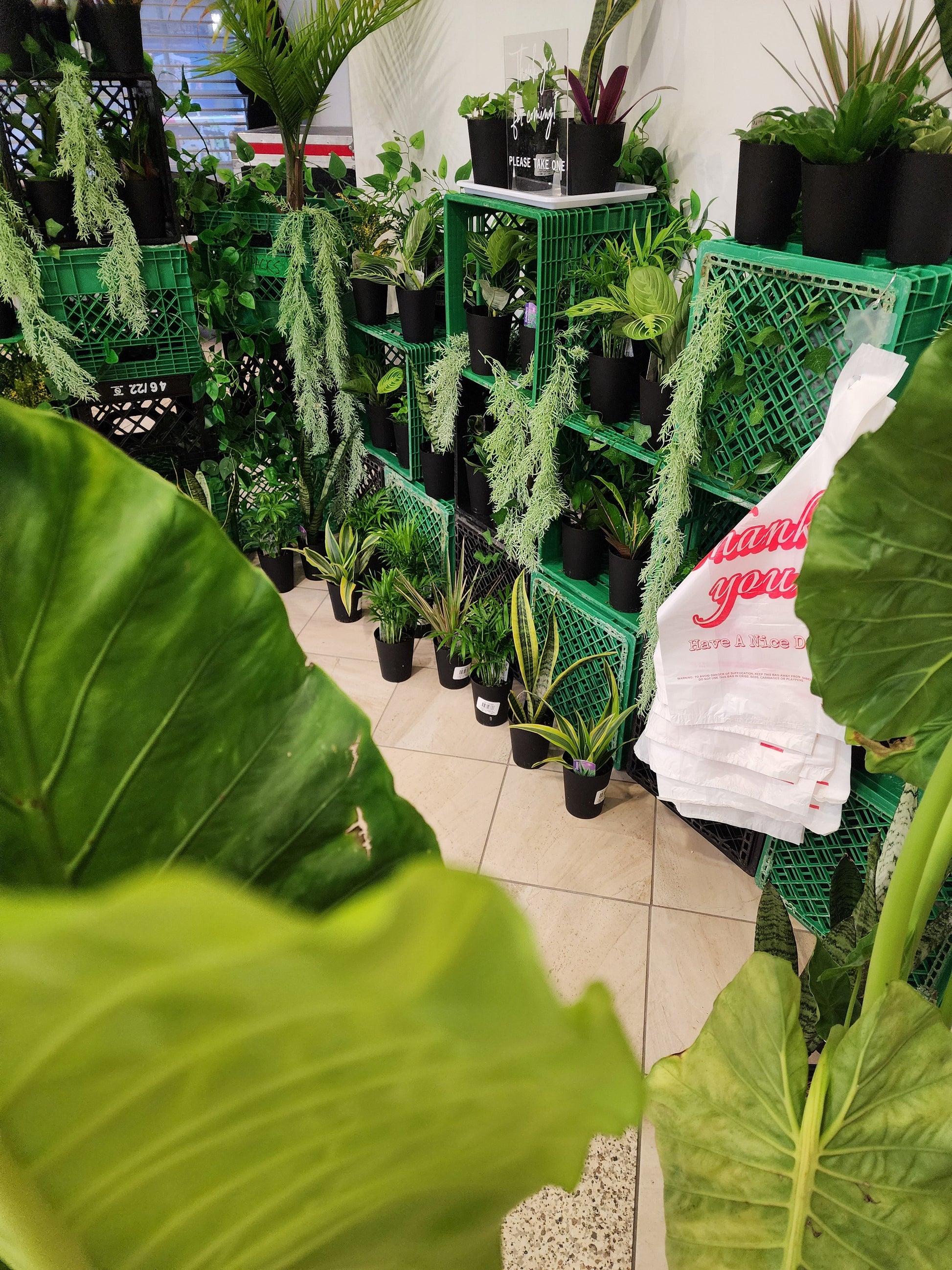 Plant Bar - Velora Luxury Fashion