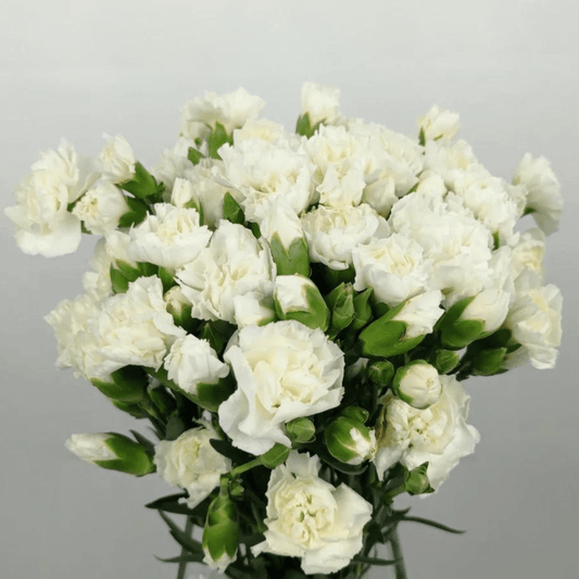Spray Carnations White - Velora Luxury Fashion