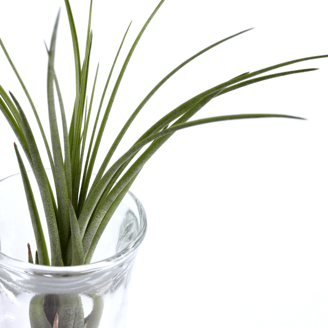Tillandsia Juncea Air Plant XL - Velora Luxury Fashion