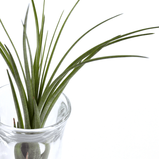 Tillandsia Juncea Air Plant XL - Velora Luxury Fashion