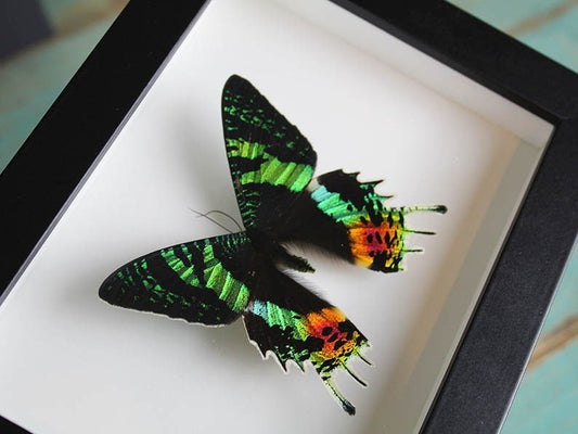 Urania ripheus or Sunset Moth in a Frame - Velora Luxury Fashion