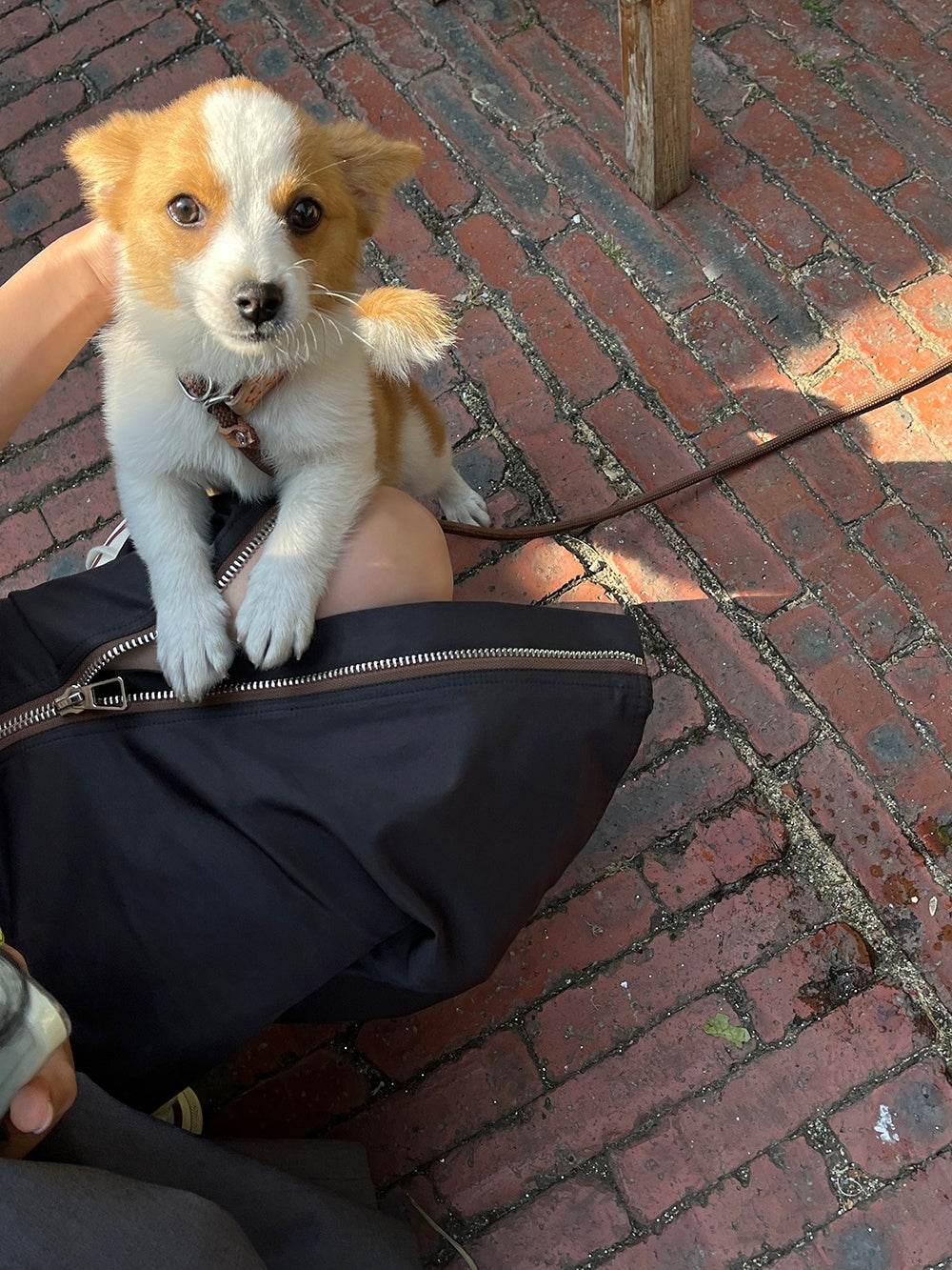 Women's Straight zip down Midi Pencil Skirt street style - Velora