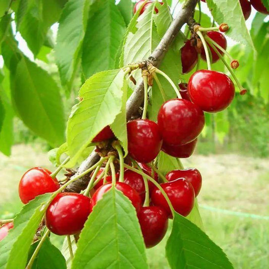 20 Cherry Seeds For Gardening And Home Improvement - Velora