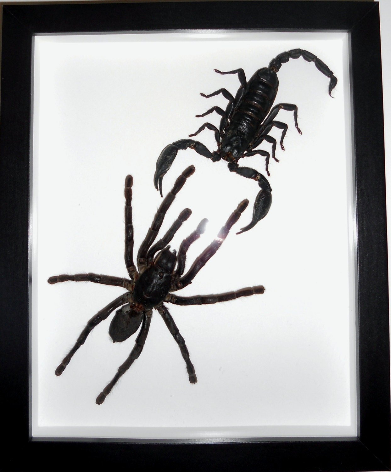 Haplomia minax  Spider vs Scorpion in a Frame - Velora Luxury Fashion