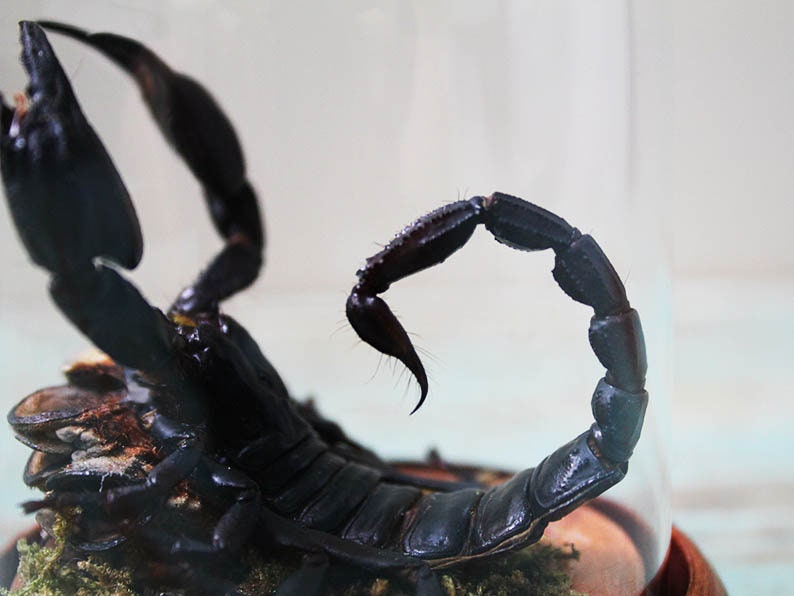 Scorpion in a Small Dome Wall Decor Real Taxidermy Wall Art Home Furniture Decoration Art Beautiful Hetereometreus Spinifer - Velora Luxury Fashion