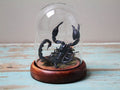 Scorpion in a Small Dome Wall Decor Real Taxidermy Wall Art Home Furniture Decoration Art Beautiful Hetereometreus Spinifer - Velora Luxury Fashion